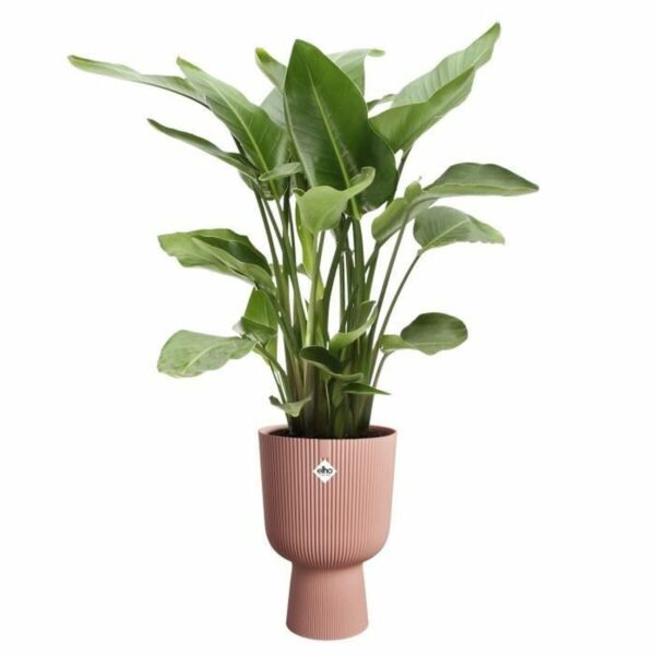 Blumentopf Elho